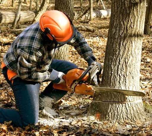Tree Removal in New Site, MS